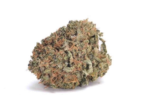 Alien dawg